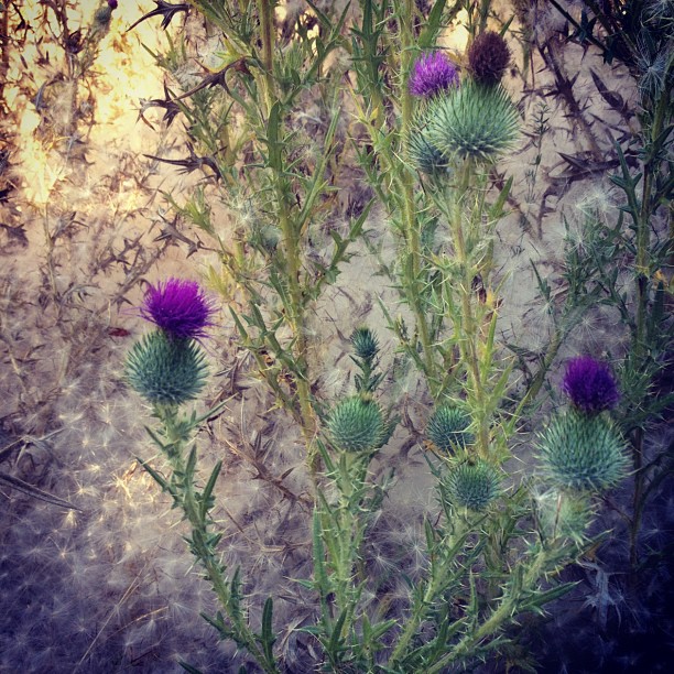 Two houses of ukulele and a great hike. Thistle fluff on a lovely Sunday.Â 