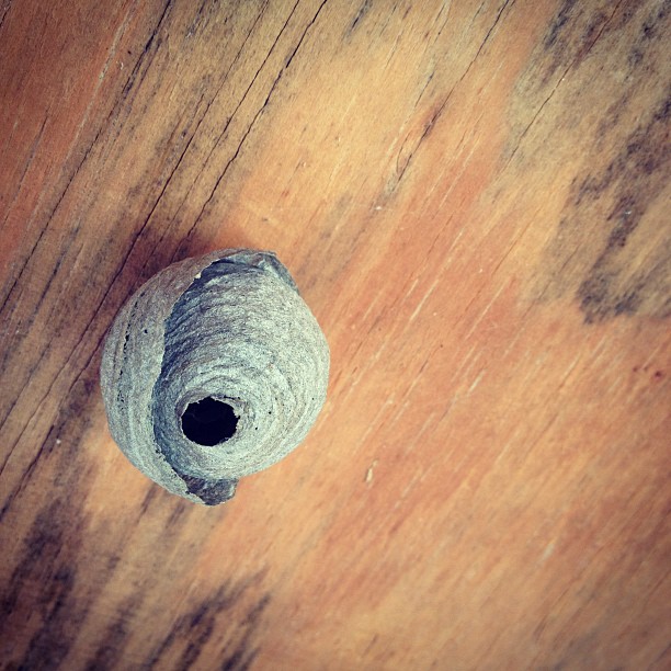 Hornet nest (?) found in Miles' fort!Â 